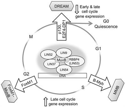 Frontiers Muvb A Key To Cell Cycle Control In Ovarian Cancer